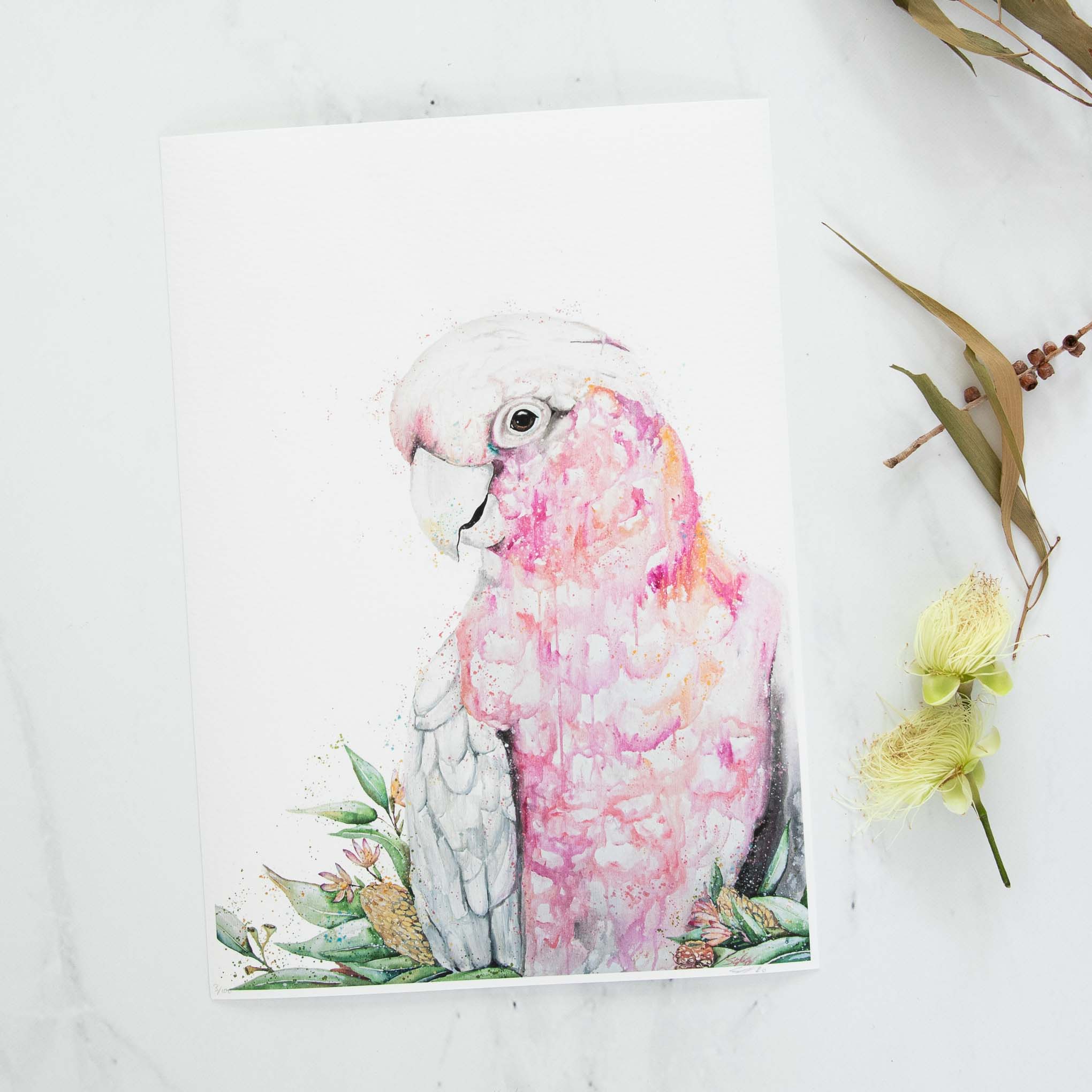 Pink Galah Watercolour animal artwork birdlife limited edition print